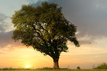 Obraz premium Baum mit Sonnenuntergang