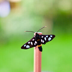 Yellow-ringed, spotted, black butterfly (Amata nigricornis)
