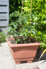 Tomato plant growing in a flowerpot in a garden