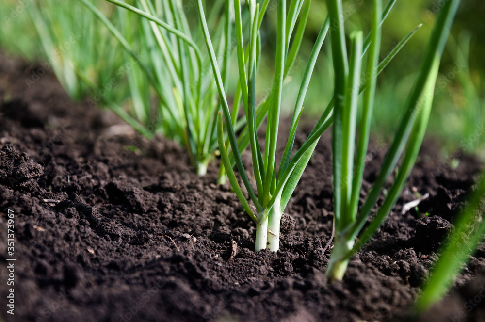 Wall mural Young green spring shoots of green onions in the garden. Selective focus.