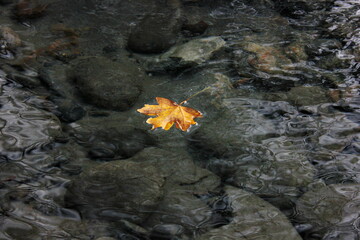 a beautiful yellow maple leaf floats in the crystal clear water downstream. Autumn study
