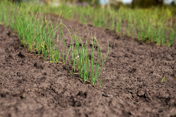 Onion seeds sprouted in an agricultural field. Rows of green onion sprouts in open ground. Selective focus.
