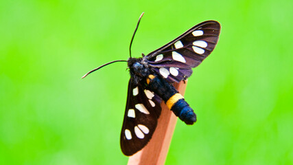 Yellow-ringed, spotted, black butterfly (Amata nigricornis)