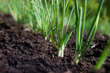 Young green spring shoots of green onions in the garden. Selective focus.