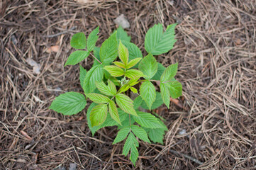 close up raspberry seedling on dry pine needles
