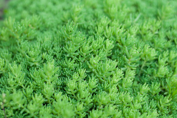 close up fresh crassula tiny plants outdoor