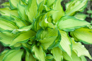 Obraz premium close up fresh large leaves plants outdoor