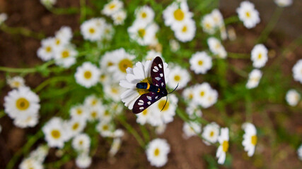 Yellow-ringed, spotted, black butterfly (Amata nigricornis)