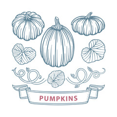 Pumpkins, leafs and vine with banner vintage style hand drawings set. Pumpkin harvest engraving sketch drawing. Part of set.