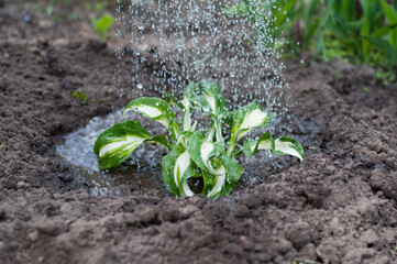 plant is watered from a watering can, big leaf plant