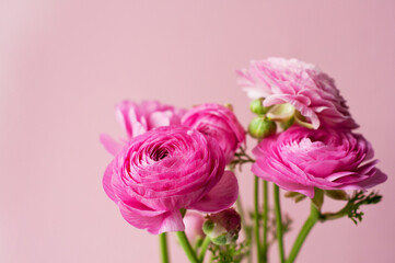 Beautiful bouquet of ranunculus flowers of pink color on a pink background. Flowers and buds.