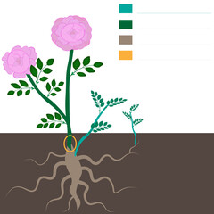 Rose growing rules. Mistakes in growing roses. Dogrose overgrowth removal tutorial template.