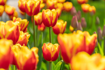 Obraz premium Many beautiful bright yellow-red tulips close-up. Flower background