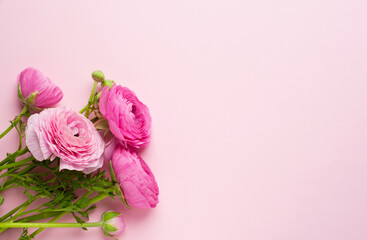 Beautiful bouquet of ranunculus flowers of pink color on a pink background. Flowers and buds. Copy space. Flat lay