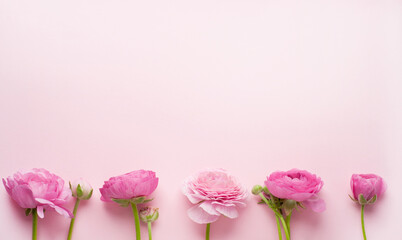 Naklejka na ściany i meble Beautiful bouquet of ranunculus flowers of pink color on a pink background. Flowers and buds. Copy space. Flat lay