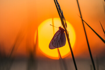 Butterfly at sunset