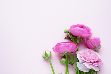 Obraz na płótnie Canvas Beautiful bouquet of ranunculus flowers of pink color on a pink background. Flowers and buds. Copy space. Flat lay