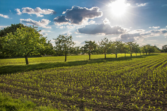 Getreideacker unter sommer-blauem Himmel mit ein paar Wolken.