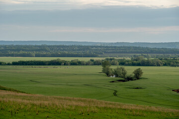 Fototapeta premium Spring meadow with dandelion flowers and green grass, rare trees and a winding road