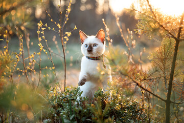 A beautiful little blue eyed kitten is sitting on the grass in the spring forest