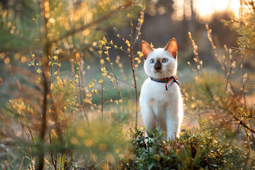 A beautiful little blue eyed kitten is sitting on the grass in the spring forest