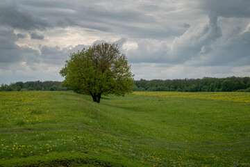 Obraz premium Spring meadow with dandelion flowers and green grass and a lonely tree.