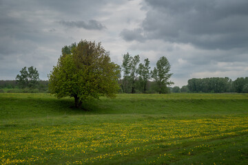 Spring meadow with dandelion flowers and green grass.