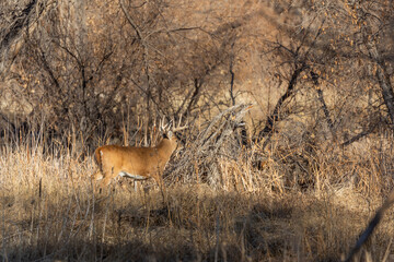 Whitetail Deer Buck in Colorado in the Rut in Autumn