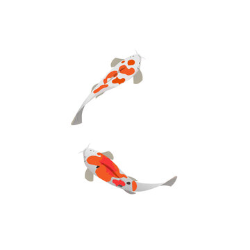 Pair of koi or brocaded carps swimming on isolated white background, vector illustration for printing on different types of clothes, bags, dishes, sketch and notebooks, domestics or as logos.
