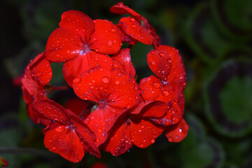 Red Geranium in bloom