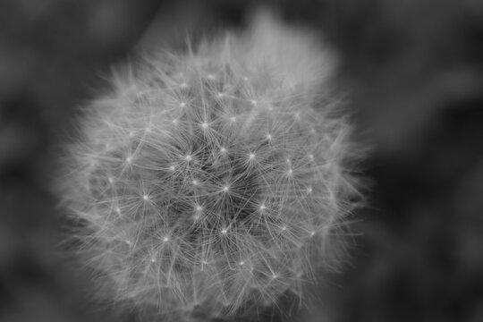 Dandelion seeds © IZABELA