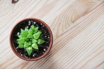 Top-down view of a small haworthia turgida succulent houseplant in terracotta pot on a light wooden table top. Patterned attractive small plant.