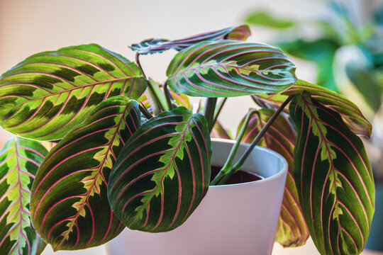 Close-up on the leafs of a prayer plant (maranta leuconeura var erythroneura) in white pot in a sunny urban apartment with other plants in the background.