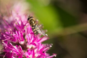 Honey bee on pink flower. Honey bee is collecting pollen. Macro photo.