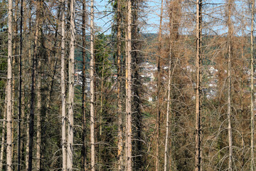 Obraz premium Abgestorbene Bäume im Westerwald in Rheinland-Pfalz im Mai 2020 - Stockfoto