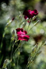 Obraz premium simple red carnations in the garden