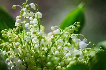 Kussenhoes Flower lily of the valley growing in forest in spring closeup, natural background. © Liudmila