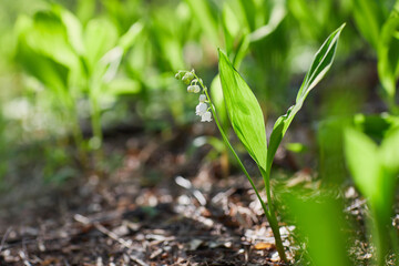 Flower lily of the valley growing in forest in spring closeup, natural background.