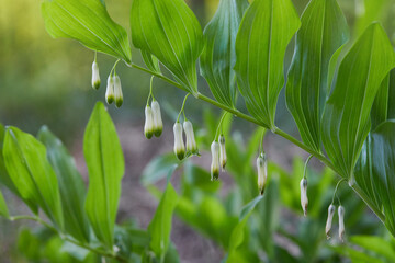 Branch of a blooming Solomon's seal. Polygonatum (Polygonatum odoratum) also known as King Solomon's-seal or Solomon's seal.