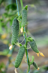 Cucumbers grow in greenhouses