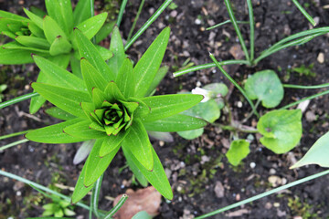 green plants in the garden