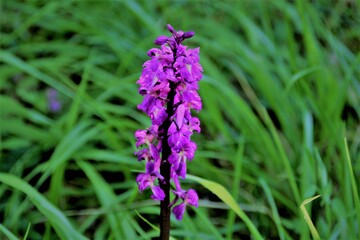 orchidée sauvage