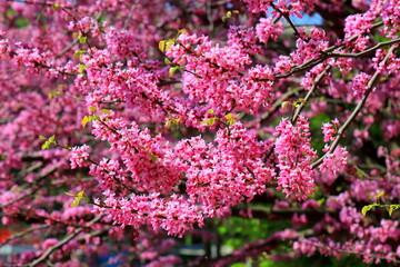 Pink flowers of small Cercis tree blossoms in the spring garden. Beautiful scarlet, red buds. Judas tree, Cercis siliquastrum. Pink background