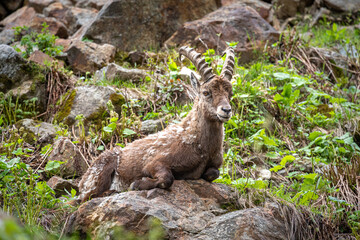 Stambecco maschio sulle Alpi marittime in Italia