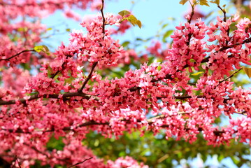 Pink flowers of small Cercis tree blossoms in the spring garden. Beautiful scarlet, red buds. Judas tree, Cercis siliquastrum. Pink background