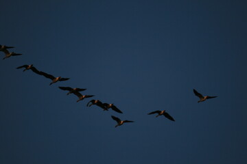 Flock of geese flying in sky