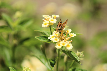 butterfly on flower