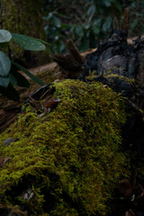moss on tree #1