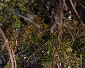moss on the rocks