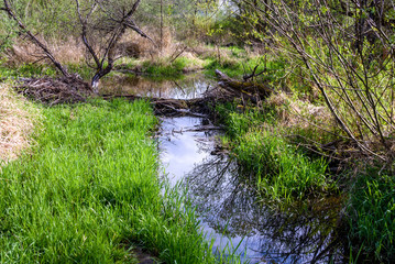 Naklejka na ściany i meble Spring in the wetlands, beaver dam blocking a stream 